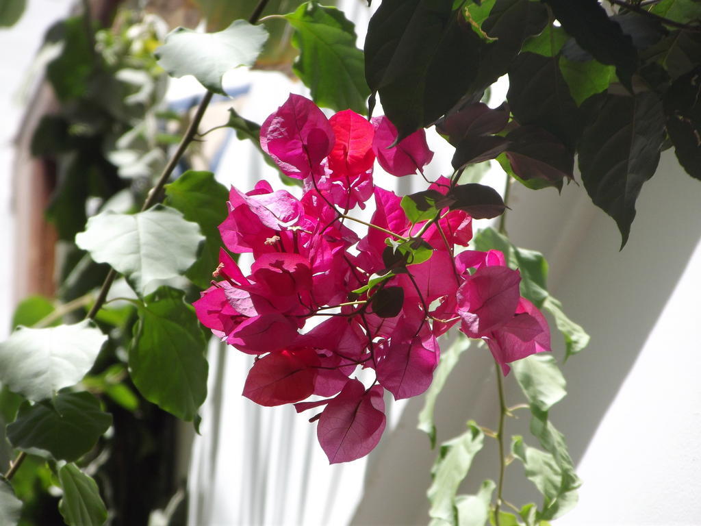 Riad Les Bougainvilliers Marrakesz Zewnętrze zdjęcie